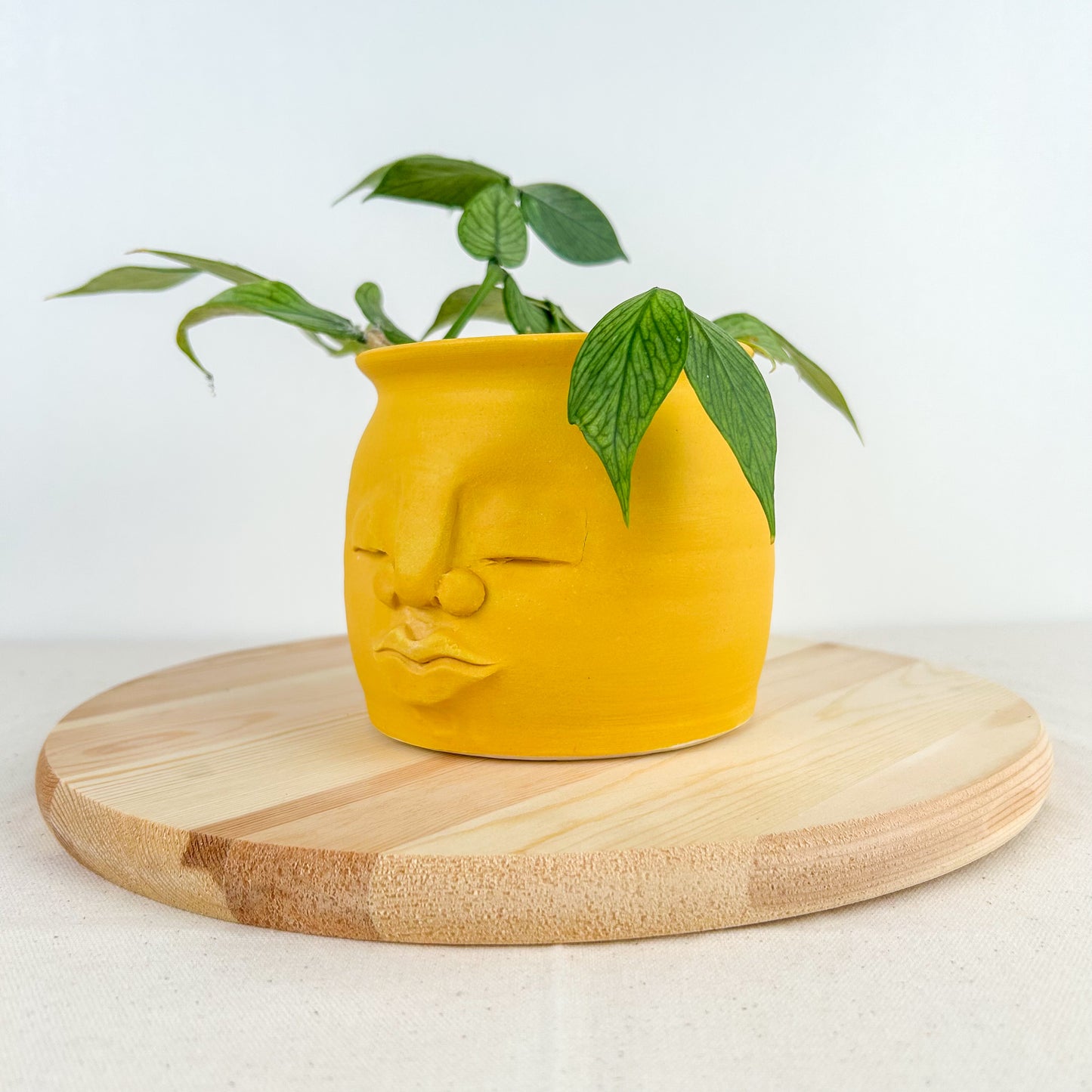 Lemon Meringue Sun pot Md 004